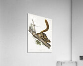 Red-tailed Squirrel Sciurus rubricaudatus  Acrylic Print
