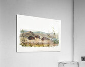 Northern Meadow-Mouse Arvicola borealis  Acrylic Print