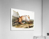 American Red-Fox Vulpes Fulvus  Acrylic Print