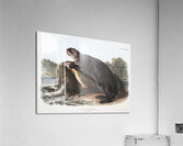 Sea Otter Enhydra marina  Acrylic Print