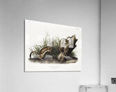 White Weasel Stoat Puttorius ermninea  Acrylic Print