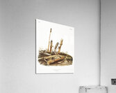 Little Harvest Mouse Mus minimus  Acrylic Print