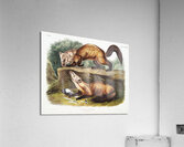 Pine Marten Mustela martes  Acrylic Print