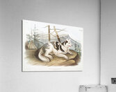 Hare-Indian Dog Canis familiaris  Acrylic Print