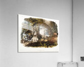 Canada Lynx Lynx Canadensis  Acrylic Print