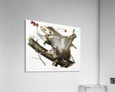 Virginian Opossum Didelphis Virginiana  Acrylic Print