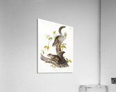 Collies Squirrel Sciurus colliaei  Acrylic Print