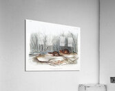 Meadow Mouse Arvicola richardsonii  Acrylic Print