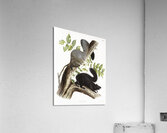 Meadow Mouse Arvicola richardsonii  Acrylic Print