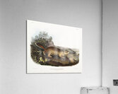 Marmot Squirrel Spermophilus Parryi  Acrylic Print