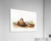 Lecontes Pine Mouse Arvocola pinetorum  Acrylic Print