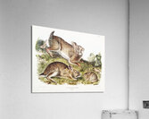 Grey Rabbit Lepus Sylvaticus  Acrylic Print
