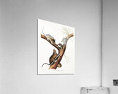 Florida Rat Neotoma Floridana  Acrylic Print