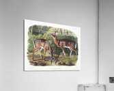 Deer or Virginian Deer Cervus Virginianus  Acrylic Print