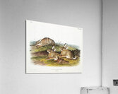 Warm Wood Hare Lepus artemesia  Acrylic Print