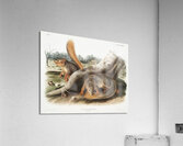 Squirrel Sciurus Sayi  Acrylic Print