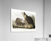 American Beaver Castor fiber Americanus  Acrylic Print