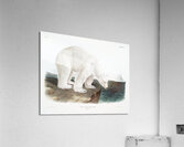 American Beaver Castor fiber Americanus  Acrylic Print