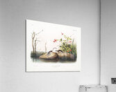 American Marsh Shrew Sorex palustris  Acrylic Print