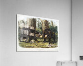 Rocky Mountain Hare Lepus Townsendii  Acrylic Print