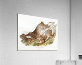 Northern Hare Lepus Americanus  Acrylic Print