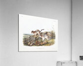 Marmot Squirrel Spermophilus lateralis  Acrylic Print