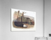 American Black or Silver Fox Vulpes fulvus  Acrylic Print