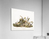 Four-striped Ground Squirrel Tamias quadrivitatus  Acrylic Print