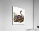 Dusky Sqiurrel Sciurus nigrenscens  Acrylic Print