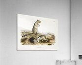 Spermophile Spermophilus Douglassii  Acrylic Print