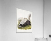 Texan Skunk Mephitis mesoleuca  Acrylic Print