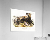 American Cross-Fox Canis vulpes  Acrylic Print