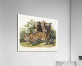 Jaguar Felis onca  Acrylic Print