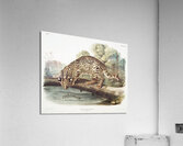 Ocelot or Leopard-Cat Felis pardalis  Acrylic Print