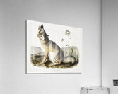 Swift Fox Vulpes velox  Acrylic Print