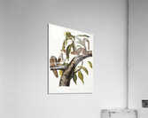 Carolina Grey Squirrel Sciurus Carolinensis  Acrylic Print