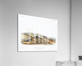 Carolina Shrew Sorex Carolinensis  Acrylic Print