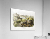 White-footed Mouse Mus leucopus  Acrylic Print