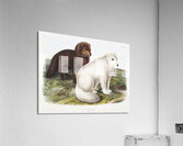 Arctic Fox Vulpes lagopus  Acrylic Print