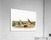 Camas Rat Pseudostoma Borealis  Acrylic Print