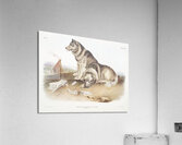 Esquimaux Dog Canis familiaris  Acrylic Print