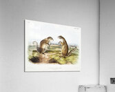 Marmot Squirrel Spermophilus Franklinii  Impression acrylique