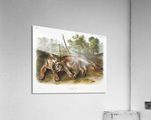 Cougar Felis concolor  Acrylic Print