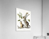 Squirrel Sciurus Douglassii  Acrylic Print
