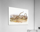 Annulated Marmot Squirrel Spermophilus annulatus  Acrylic Print