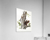 Pouched Jerboa Mouse Dipodomys Phillipsii  Acrylic Print