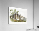 Swamp Hare Lepus aquaticus  Acrylic Print