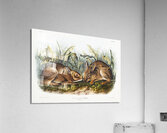 Marsh Hare Lepus palustris  Acrylic Print