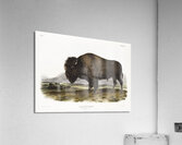 Marsh Hare Lepus palustris  Acrylic Print