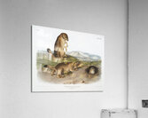 Marsh Hare Lepus palustris  Acrylic Print